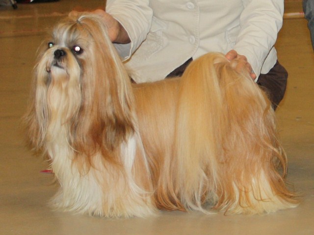 Shih Tzu Danmark